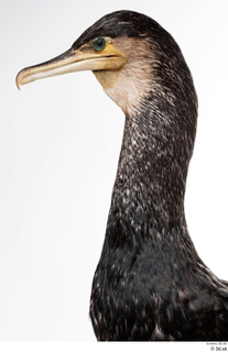 Double-crested cormorant Phalacrocorax auritus head neck 0002.jpg